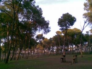 petit bois de la ferme Cross (Ain Temouchent)
