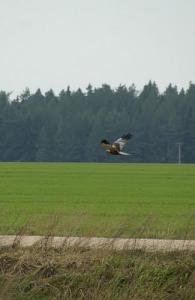 L'Anciene Route de Bou Zedjar (Ain Temouchent)