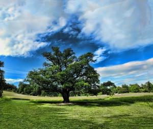 Paysage de la commune El amria (Ain Temouchent)