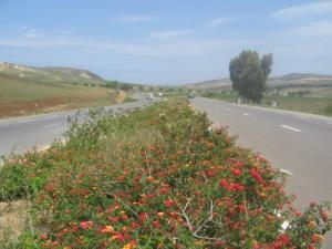 Route fleurie à Ain Temouchent