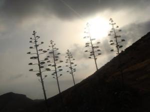 L'Aloe Vera des Zouanifs (Ain Temouchent)
