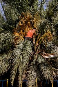 Palmier dattier (Ghardaia)