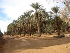 Ouasis à Zelafana (Ghardaia)