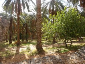 Oasis à Zelfana (Ghardaia)