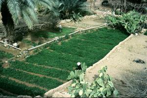 Agriculture à Ghardaia