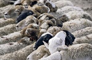 Marché de Bestiaux à Ghardaia