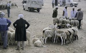Marché de Bestiaux à l'Approche de l'Aid el Kebir (Ghardaia)