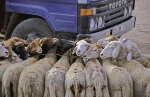 Marché de Bestiaux à l'Approche de l'Aid el Kebir (Ghardaia)