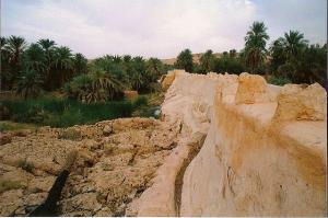 Une Palmeraie de Ghardaia