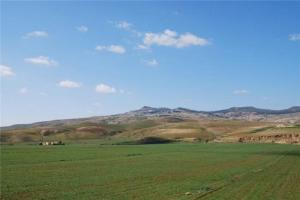 Champ agricole de Ghardaia