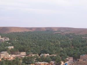 Palmeraie Gigantesque à Ghardaia