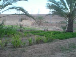 Plantation d'une Nouvelle Palmeraie à Ghardaia