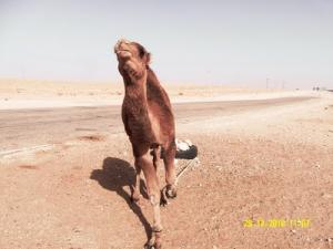 Chameau prés de Ghardaia