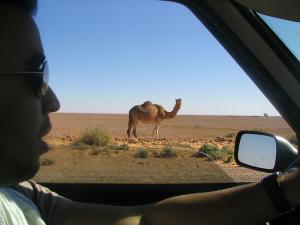 Un Dromadaire d'Algérie (Wilaya de Ghardaia)