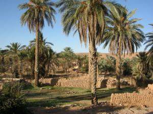 Palmeraie à Ghardaia