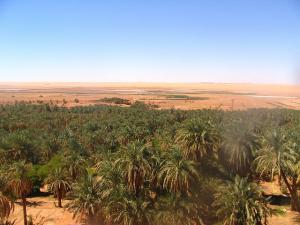 Une Palmeraie de Ghardaia