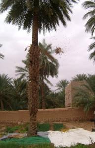 Saison de Récolte des Dattes à Ghardaia