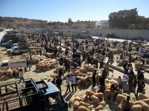 Marché de Bestiaux à Ghardaia