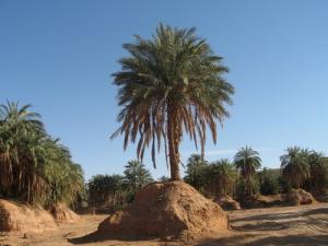 Palmeraie à Ghardaia