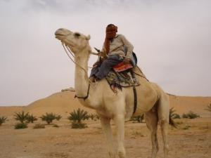 El Goléa, Jeune méhari (Ghardaia)