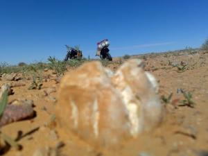 Cueillette de  Terfes  (Truffes du Désert) à Ghardaia