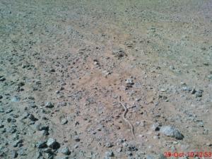 Un Serpent du Sahara (Ghardaia)