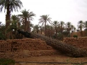 Palmeraie à Ghardaia