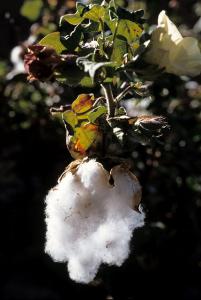Plantation de Coton à Ghardaia