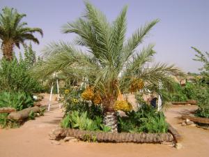 El Gholea Hassi El Garra (Wilaya de Ghardaia)