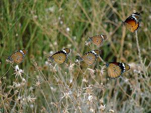 Papillons de Ghardaia au printemps