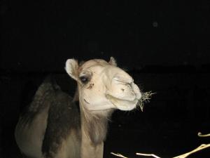 Un Dromadaire  de Ghardaia