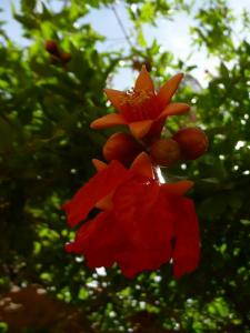Échantillon de Flore à Ghardaïa