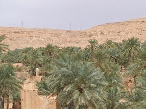 Une Palmeraie de Ghardaia