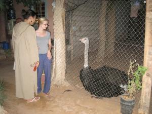 Une Autruche au Parc Zoologique de Ghardaia