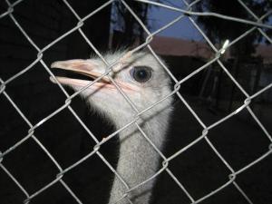 Une Autruche de Ghardaia