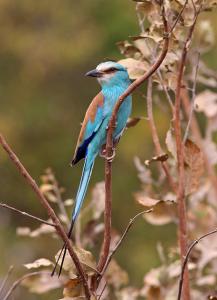 Abyssinian Roller, Coracias abyssinicus (Wilaya de Ghardaia)