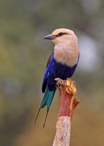 Blue-bellied Roller, Coracias cyanogaster (Wilaya de Ghardaia)