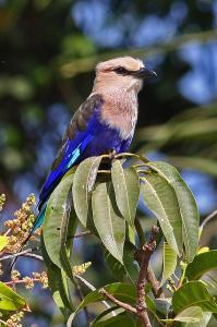 Blue-bellied Roller, Coracias cyanogaster (Wilaya de Ghardaia)