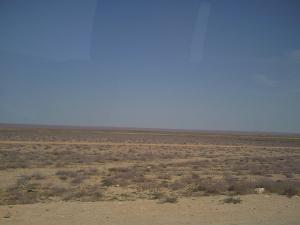 Champ de Halfa à Ghardaia