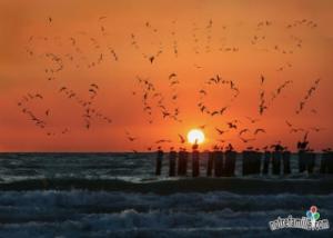le coché a .........................