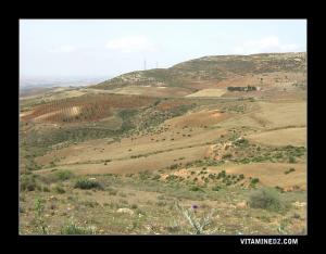 Agriculture à Sebaa Chioukh
