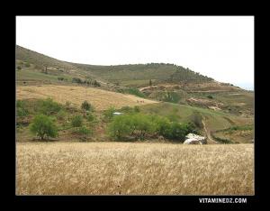 Agriculture céréalière à Sebaa Chioukh