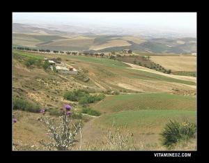 Paturages et ferme à la commune de Sebaa Chiokh