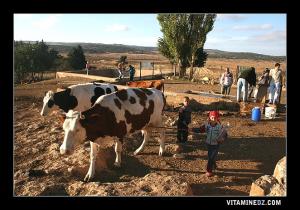 Petites bergères à Aïn Sidi Afif