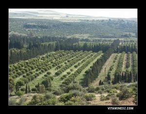 Orangeraies à Beni Ghename