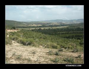 La plaine de Tedmaya vue des hauteurs de Beni Ghenane