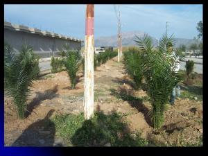 Plantaion, reboisement & jardinage