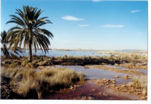 Chott Sidi amrane, Djamaa