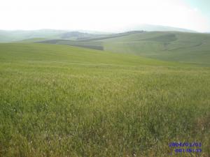 Sidi Mesouad en printemps c un wali