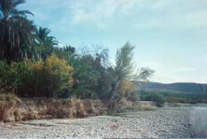 la voix des cillines